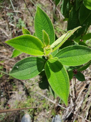 Miconia sericea
