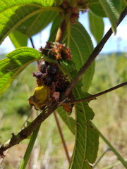 Miconia sericea