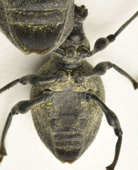 Otiorhynchus pseudonothus