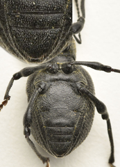 Otiorhynchus pseudonothus