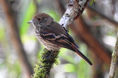 Knipolegus cyanirostris