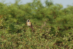 Saltatricula multicolor