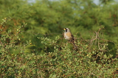 Saltatricula multicolor