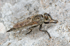 Machimus rusticus