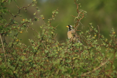 Saltatricula multicolor