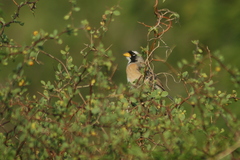 Saltatricula multicolor