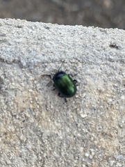 Chrysolina auripennis