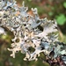 Powdered Loop Lichen - Photo (c) Samuel Brinker, some rights reserved (CC BY-NC), uploaded by Samuel Brinker