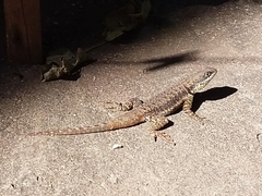 Tropidurus