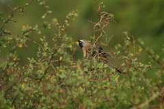 Saltatricula multicolor