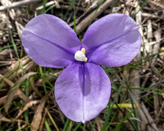 Patersonia occidentalis