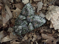 Dryobotodes intermissa