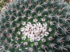 Mammillaria uncinata