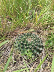 Mammillaria uncinata