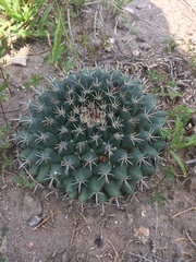 Mammillaria uncinata
