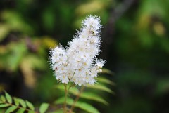 Sorbaria sorbifolia