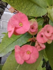 Euphorbia milii