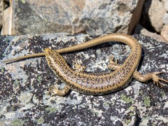 Oligosoma waimatense