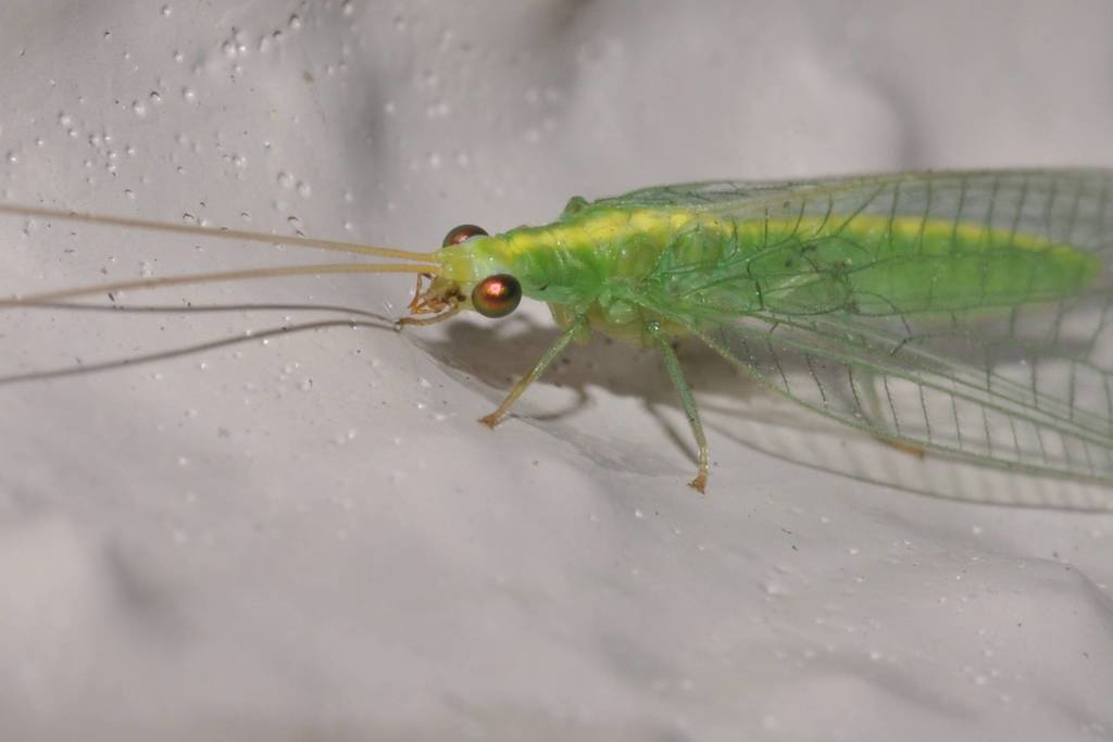 Mallada desjardinsi
