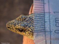 Oligosoma waimatense