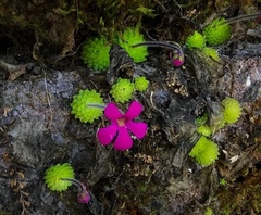 Pinguicula crassifolia