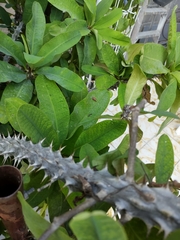 Euphorbia milii