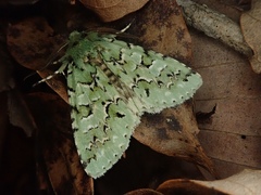 Daseochaeta viridis