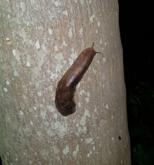 Phyllocaulis boraceiensis