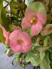 Euphorbia milii