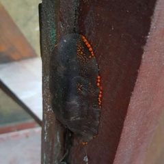 Phyllocaulis boraceiensis