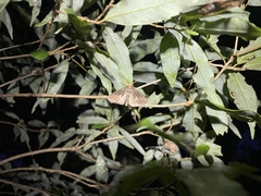 Epipsestis nikkoensis