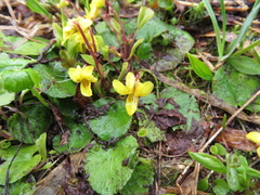 Viola orbiculata