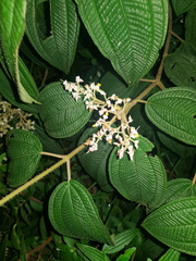 Miconia melanodesma