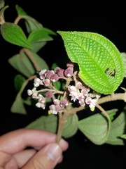 Miconia melanodesma