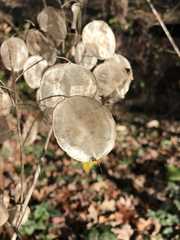 Lunaria annua