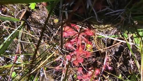 Drosera communis
