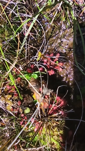 Drosera communis