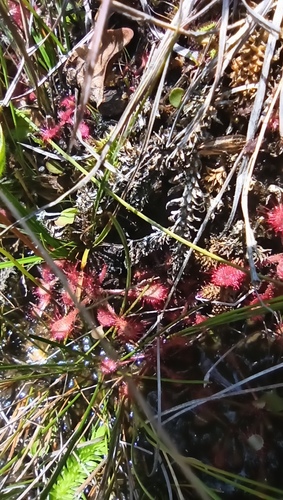 Drosera communis