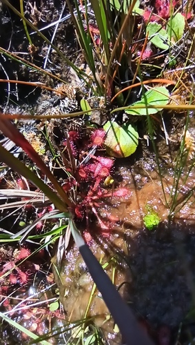 Drosera communis
