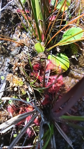 Drosera communis