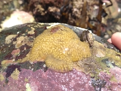 Pseudodistoma opacum