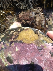 Pseudodistoma opacum