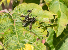 Physocephala furcillata