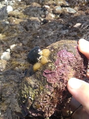 Pseudodistoma opacum