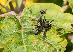 Physocephala furcillata