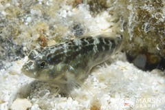 Asterropteryx semipunctata