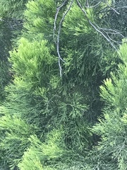 Exocarpos cupressiformis