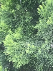 Exocarpos cupressiformis