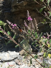Aloysia macrostachya