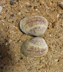 Irus crenatus